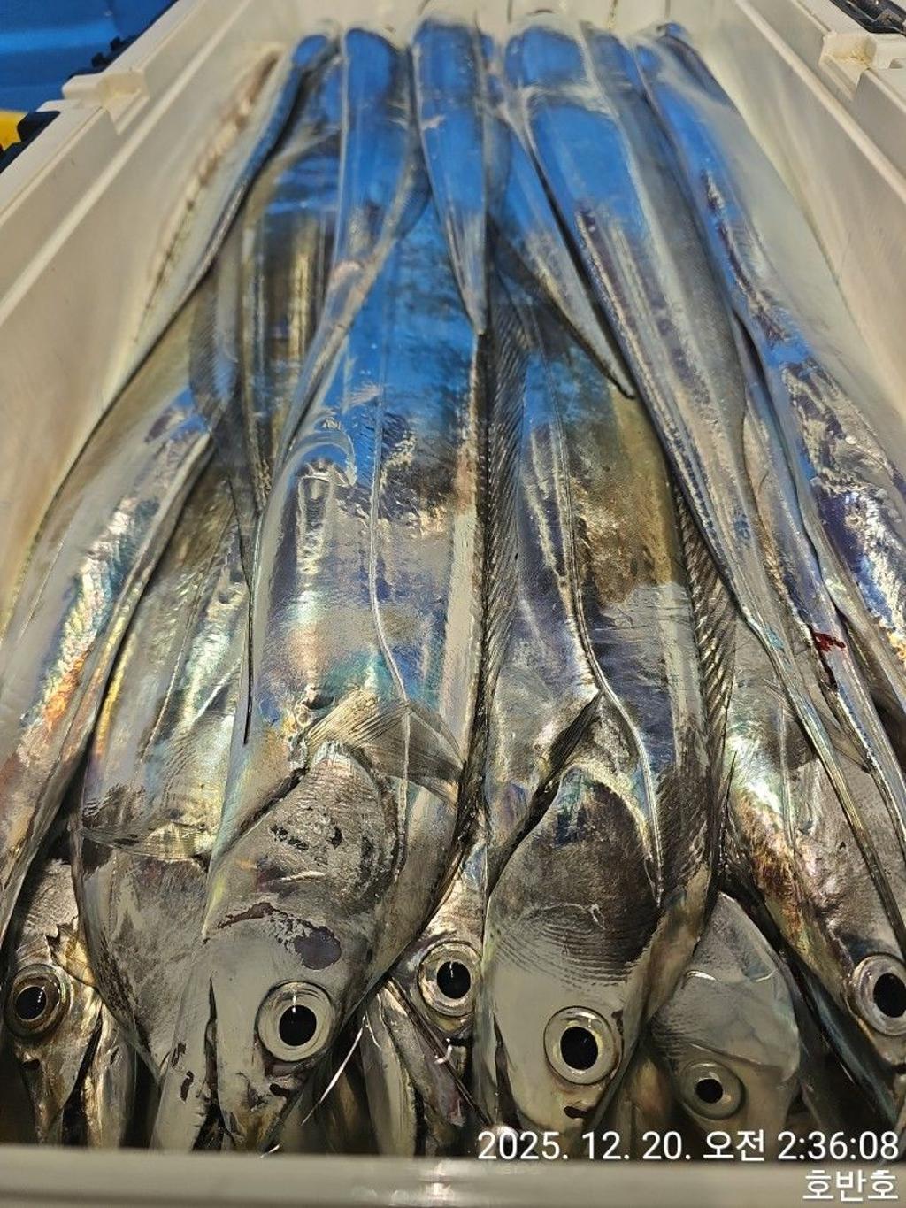 낚시뚜,갈치,통영 신전항,통영호반호,낚시뚜31