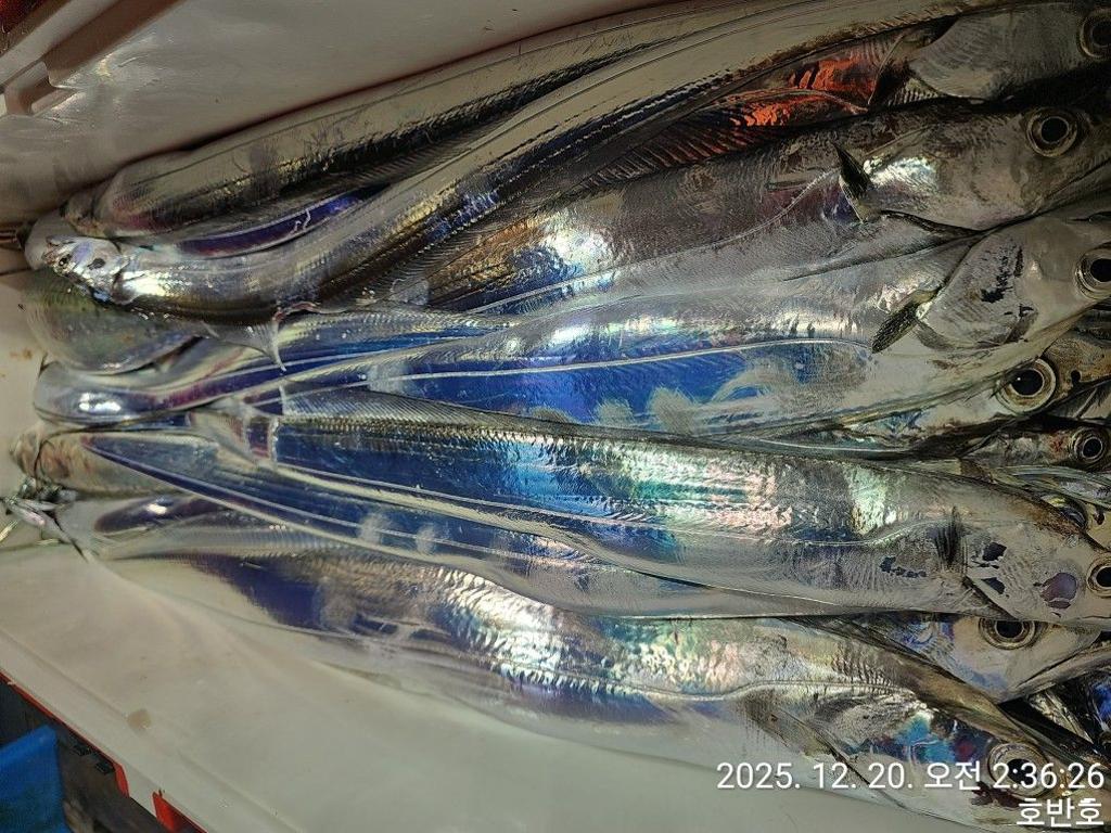 낚시뚜,갈치,통영 신전항,통영호반호,낚시뚜30