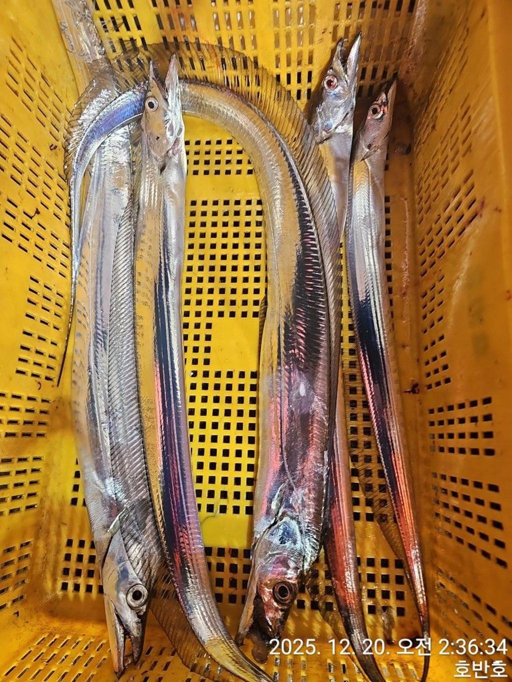 낚시뚜,갈치,통영 신전항,통영호반호,낚시뚜29