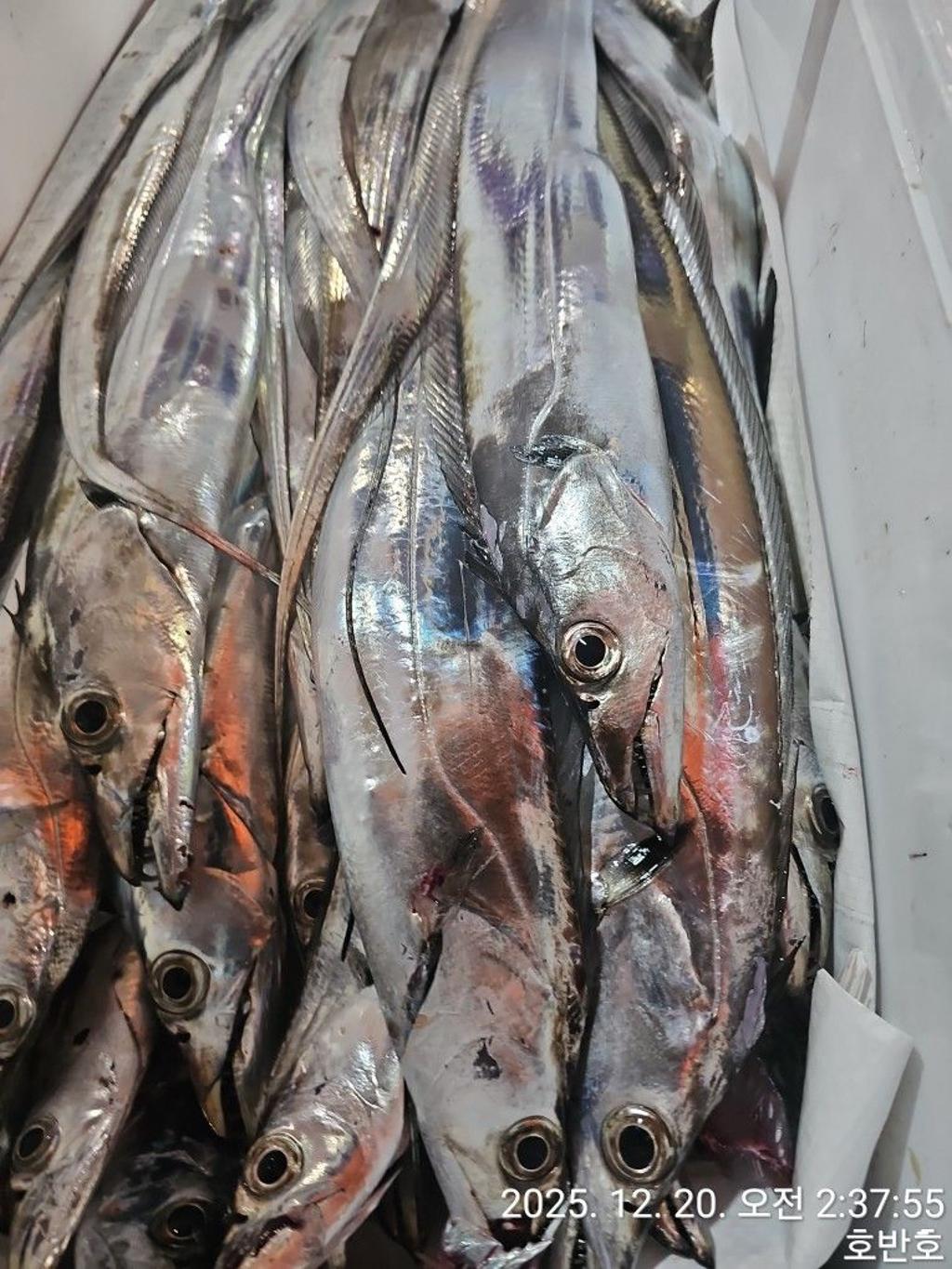 낚시뚜,갈치,통영 신전항,통영호반호,낚시뚜28