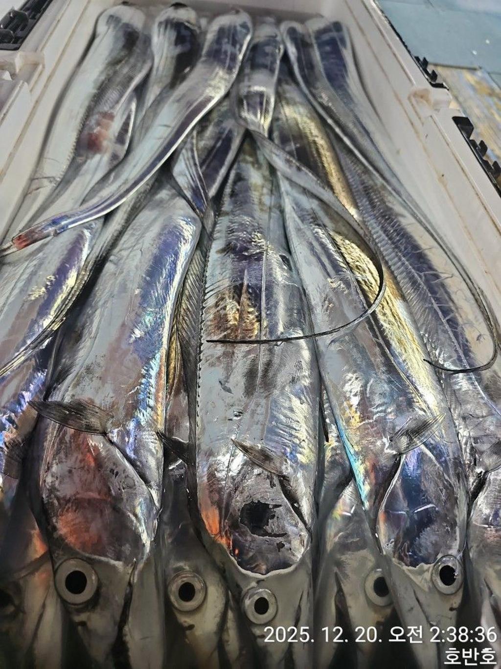 낚시뚜,갈치,통영 신전항,통영호반호,낚시뚜27