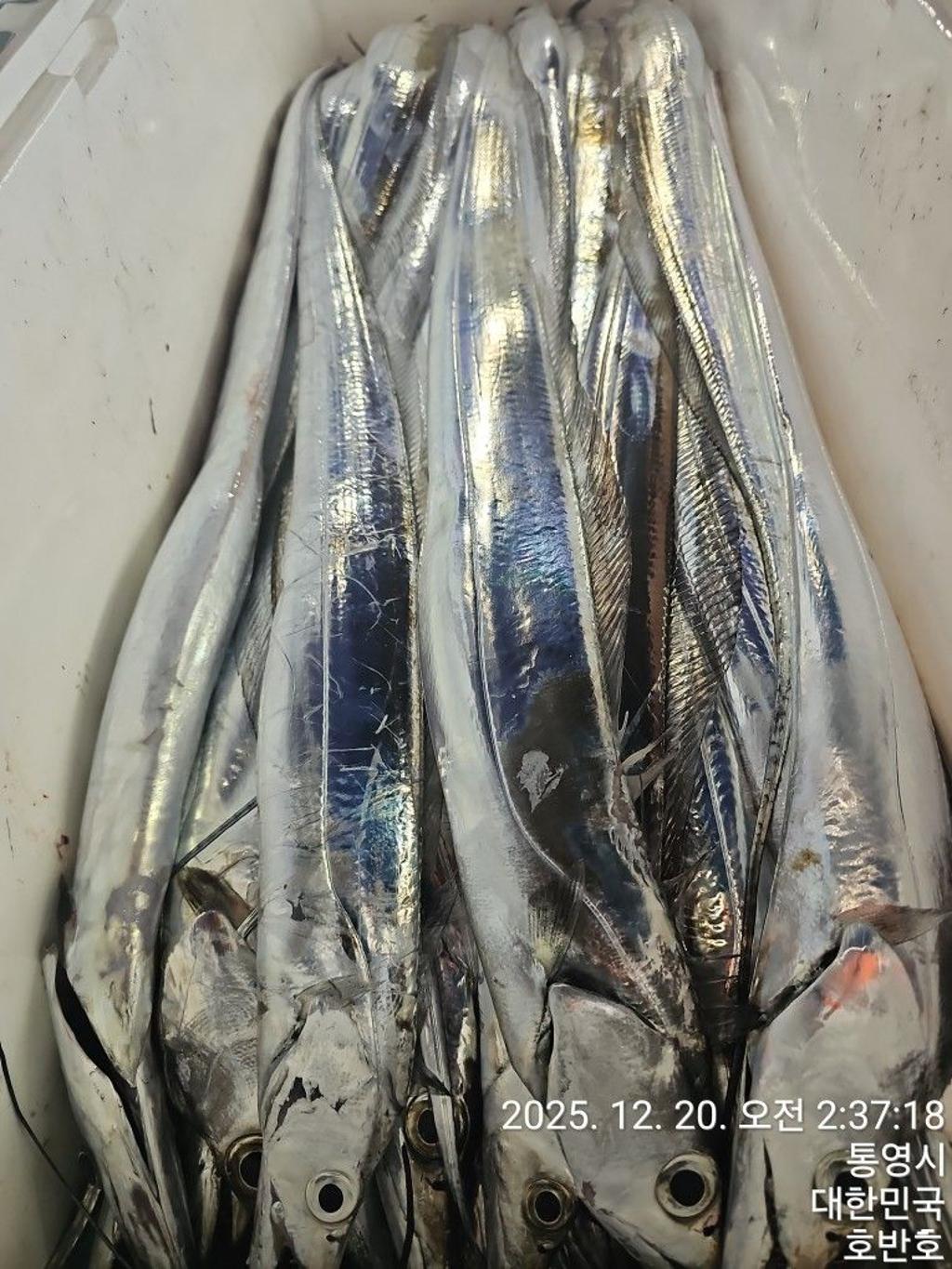 낚시뚜,갈치,통영 신전항,통영호반호,낚시뚜26