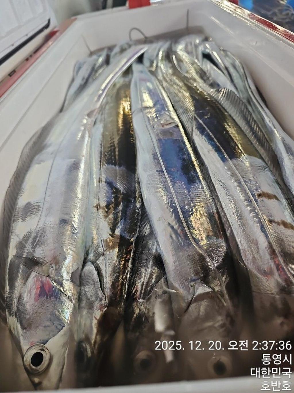 낚시뚜,갈치,통영 신전항,통영호반호,낚시뚜25