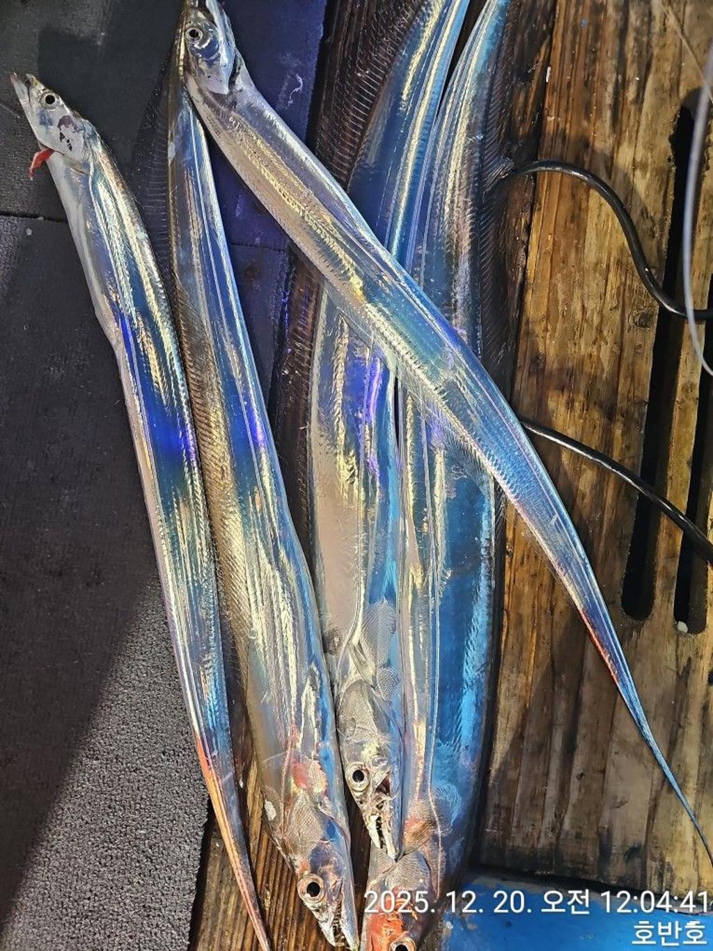 낚시뚜,갈치,통영 신전항,통영호반호,낚시뚜24