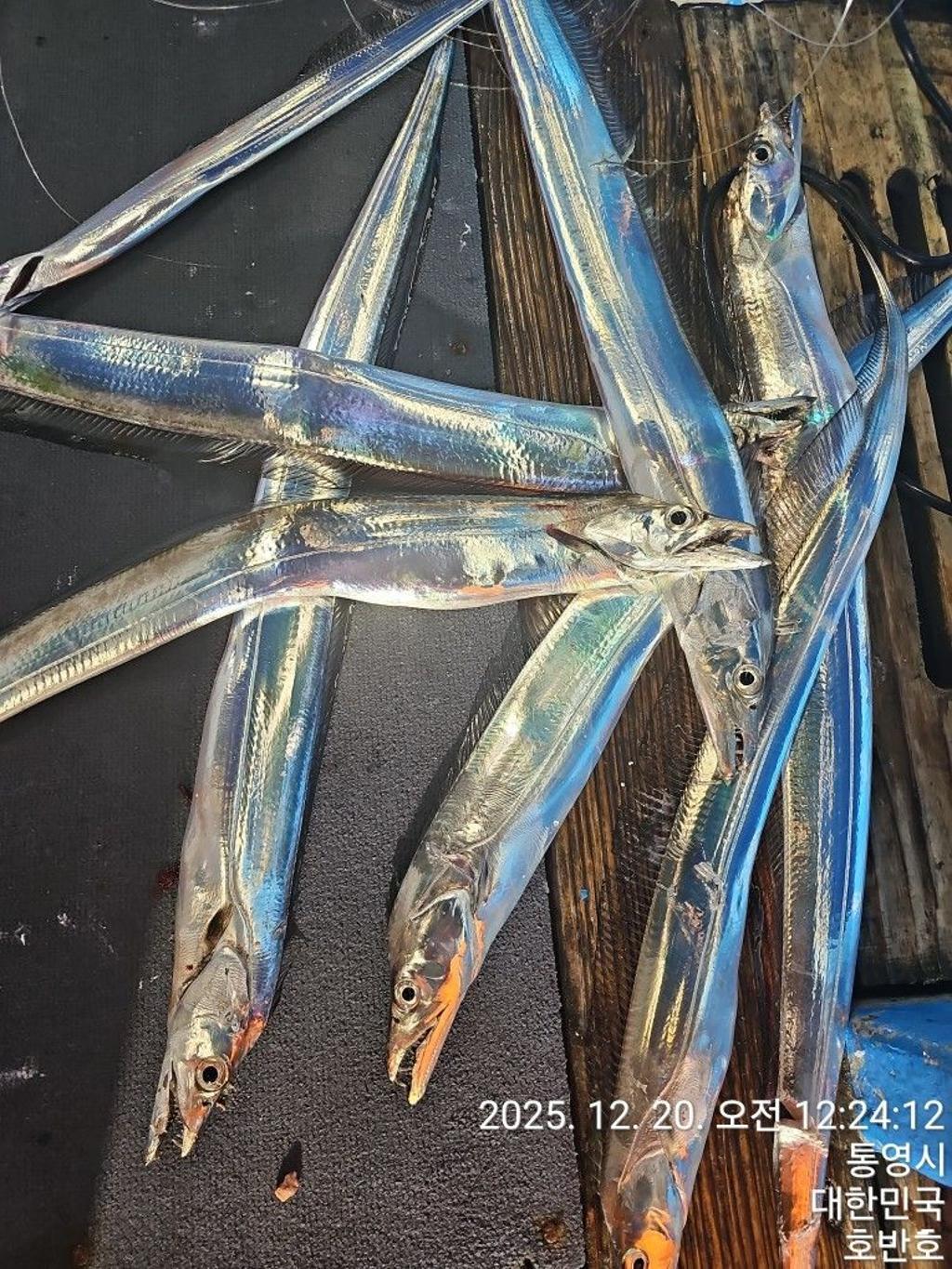 낚시뚜,갈치,통영 신전항,통영호반호,낚시뚜23