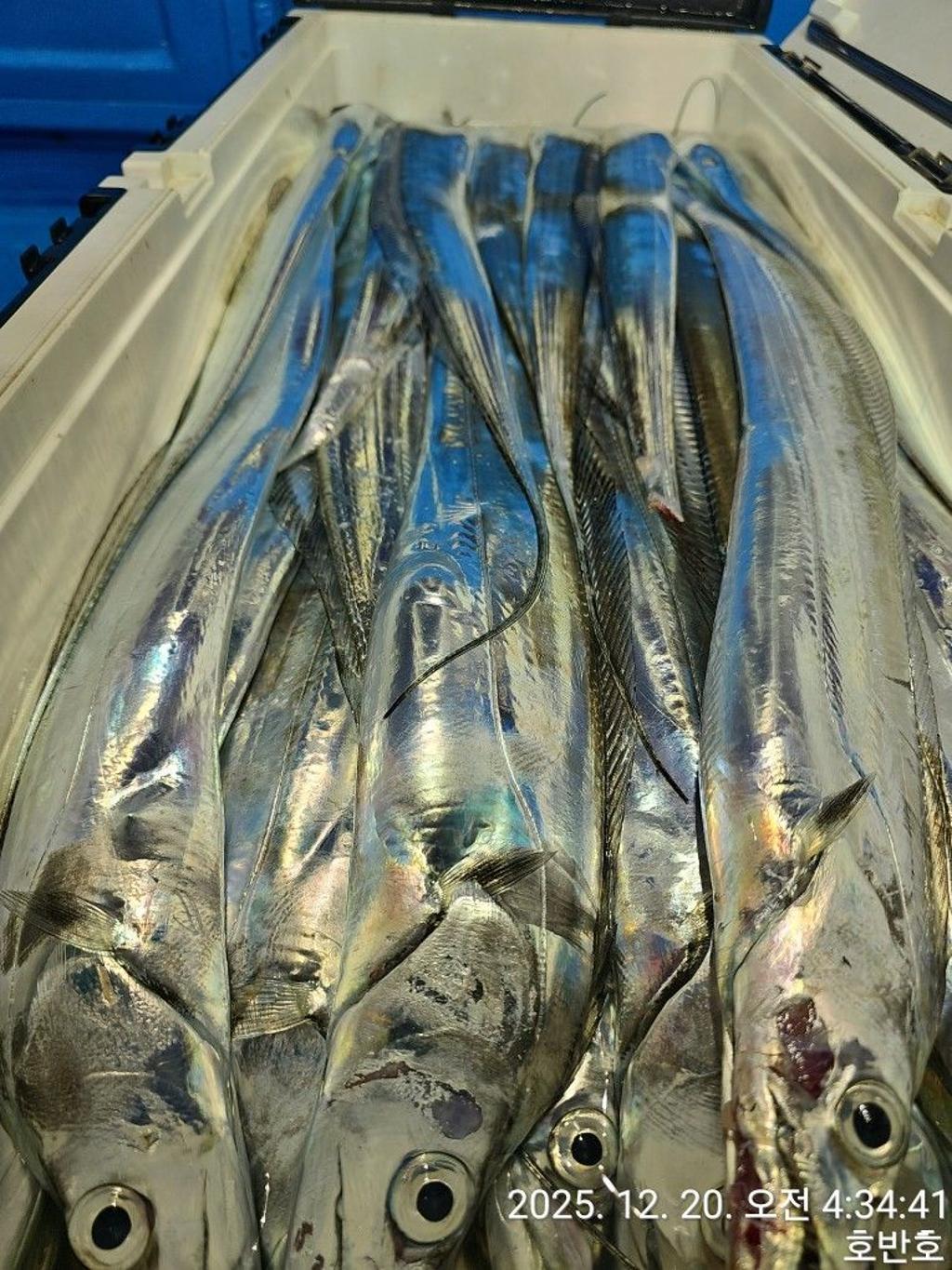 낚시뚜,갈치,통영 신전항,통영호반호,낚시뚜22