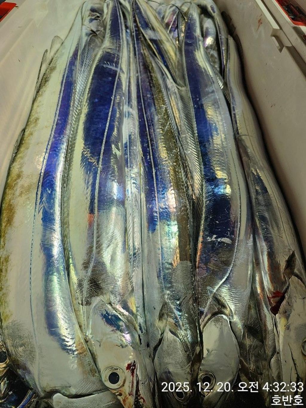 낚시뚜,갈치,통영 신전항,통영호반호,낚시뚜21