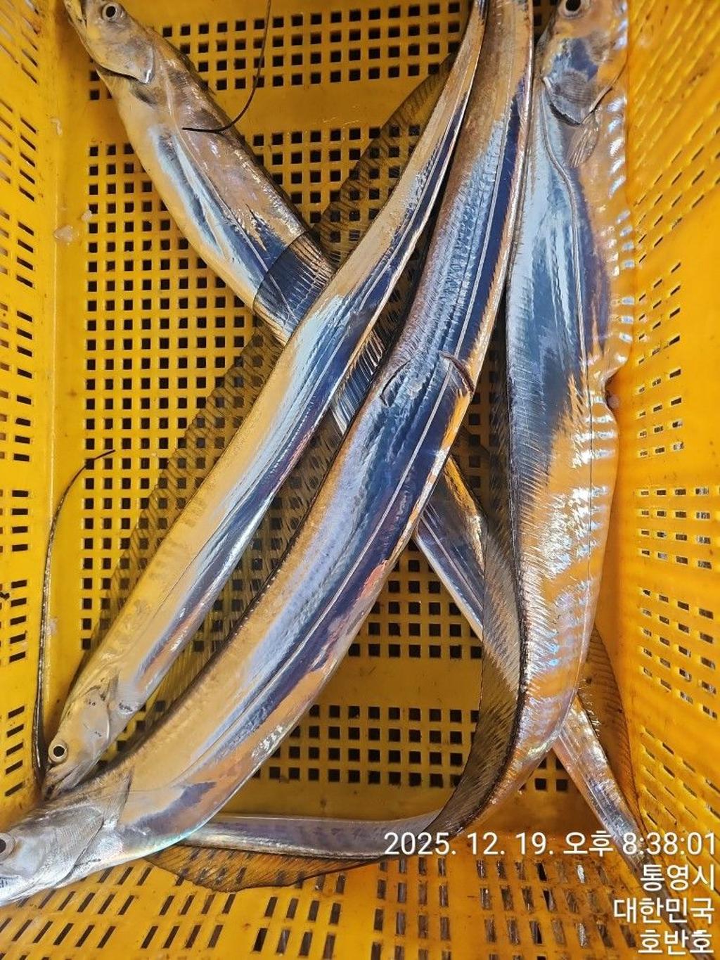 낚시뚜,갈치,통영 신전항,통영호반호,낚시뚜20