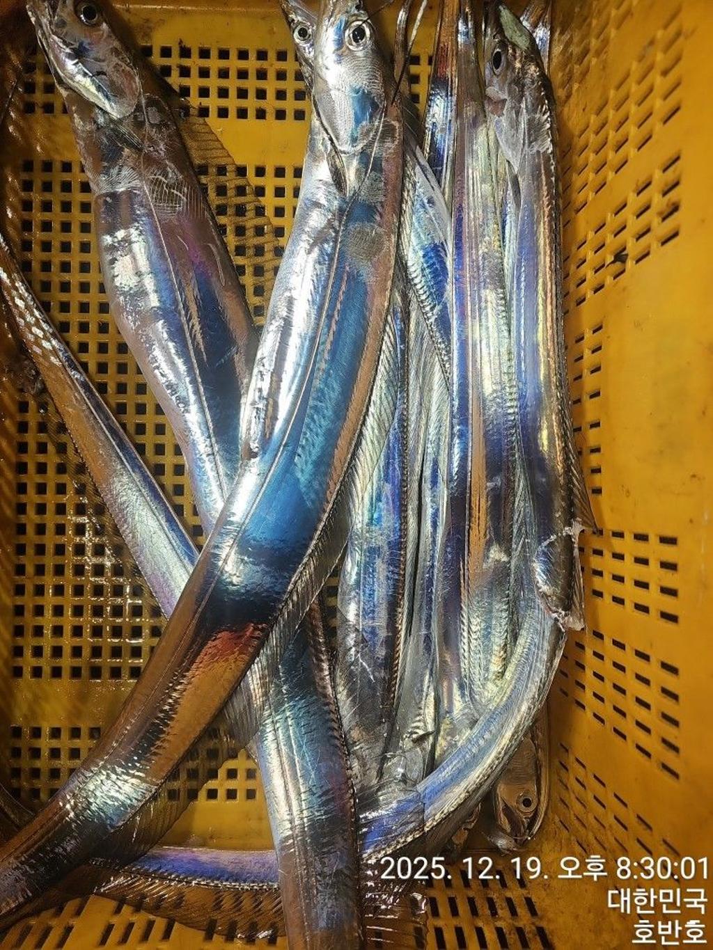 낚시뚜,갈치,통영 신전항,통영호반호,낚시뚜19