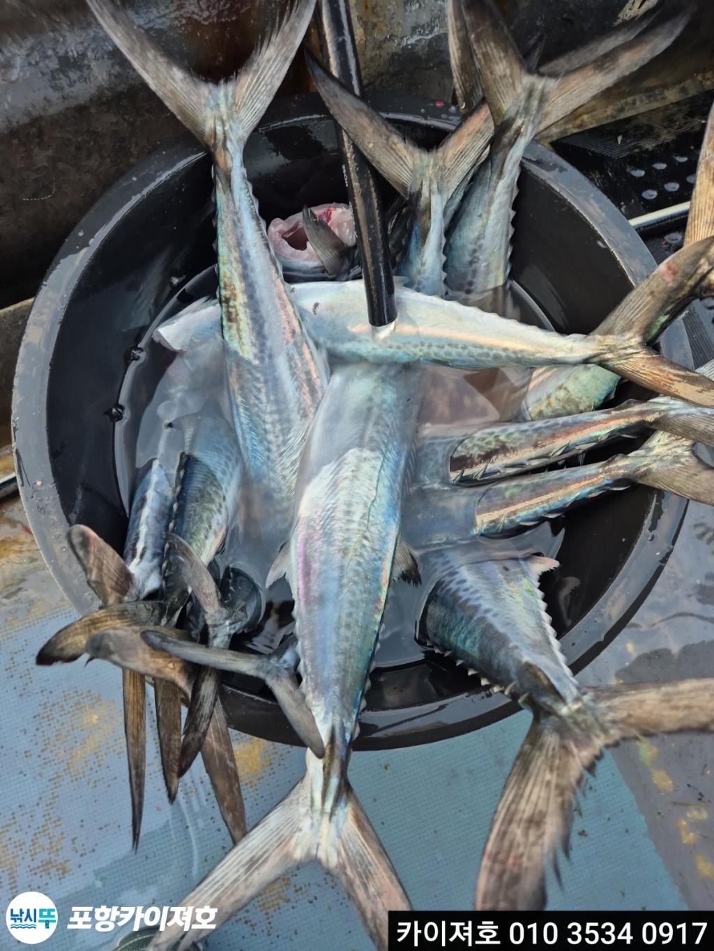 낚시뚜,기타 (직접입력),영일만항,포항카이져호,낚시뚜9