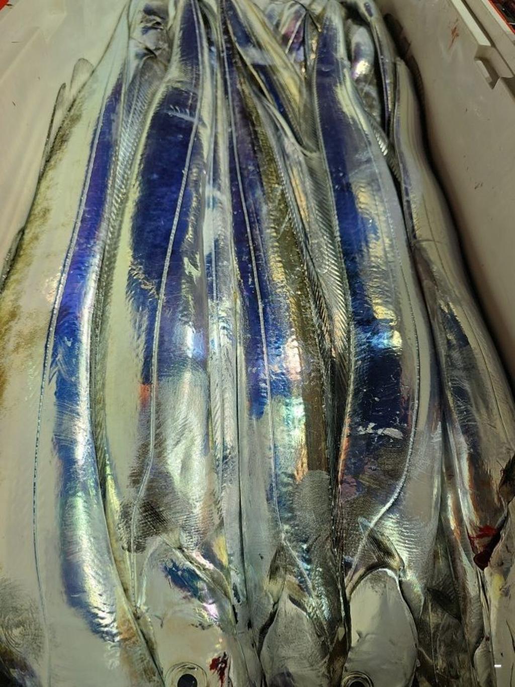 낚시뚜,갈치,통영 신전항,통영호반호,낚시뚜44