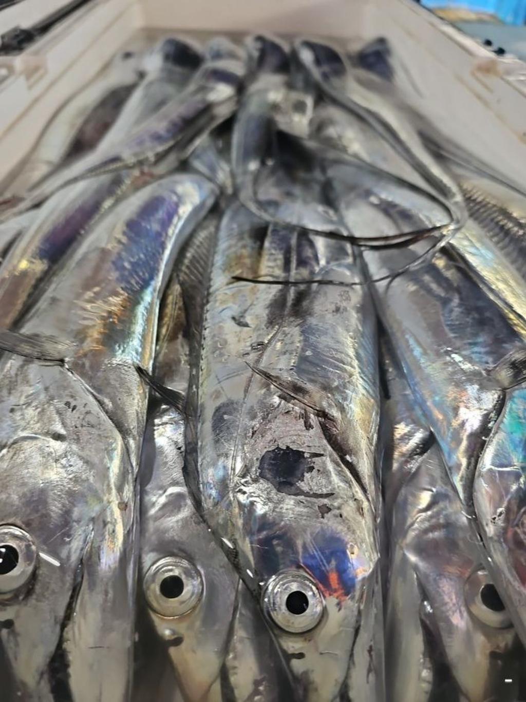 낚시뚜,갈치,통영 신전항,통영호반호,낚시뚜43