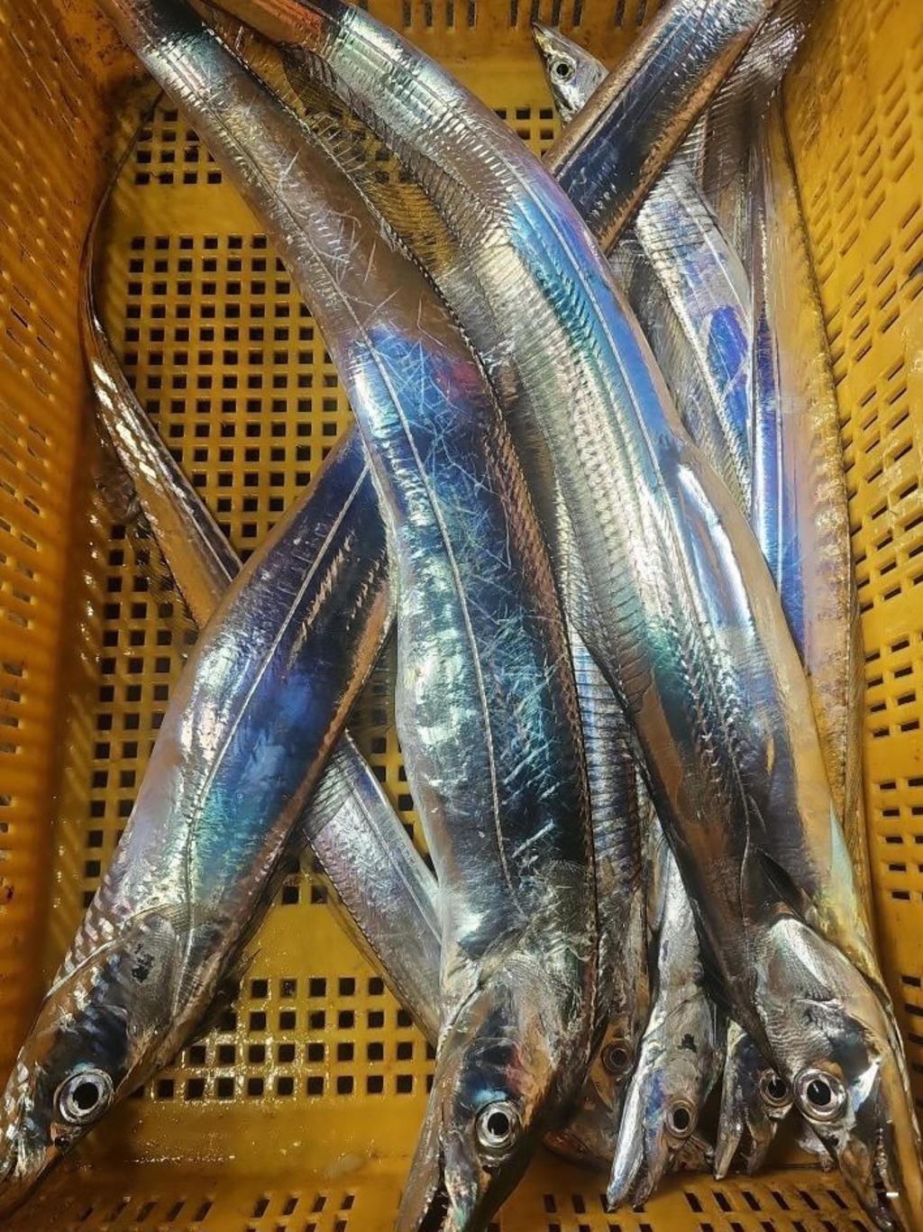 낚시뚜,갈치,통영 신전항,통영호반호,낚시뚜42