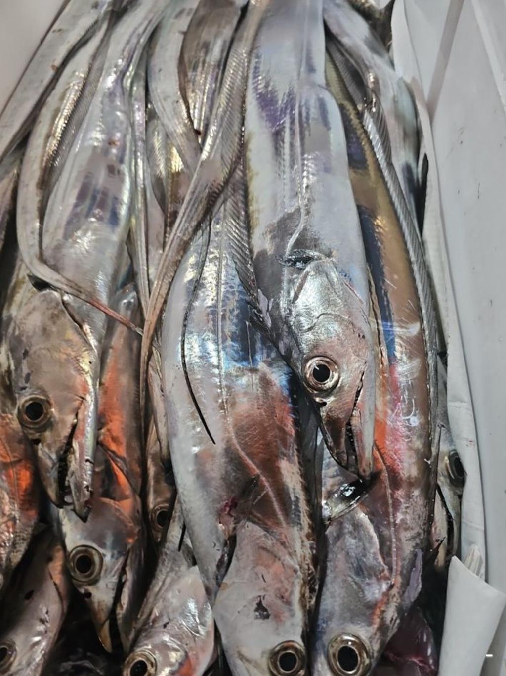 낚시뚜,갈치,통영 신전항,통영호반호,낚시뚜41