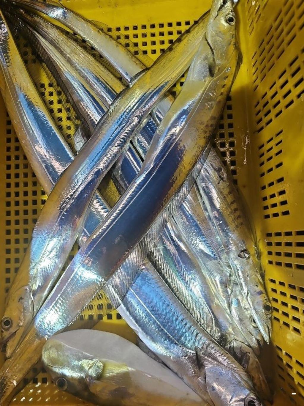 낚시뚜,갈치,통영 신전항,통영호반호,낚시뚜40