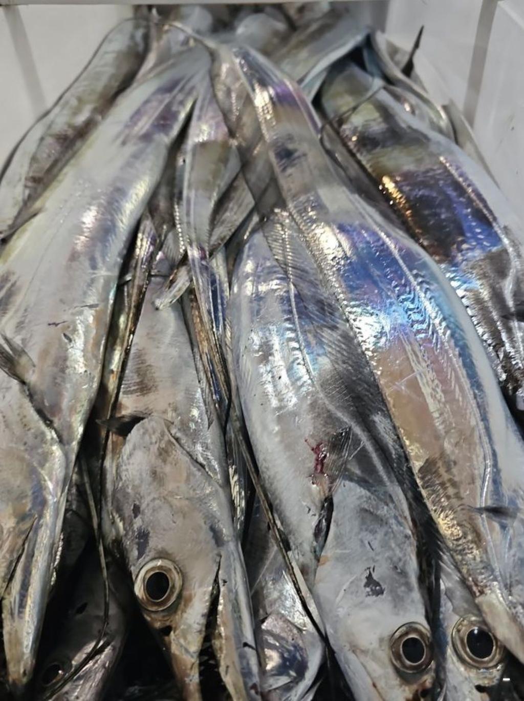 낚시뚜,갈치,통영 신전항,통영호반호,낚시뚜39