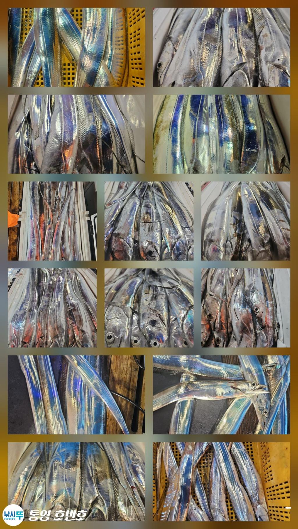 낚시뚜,갈치,통영 신전항,통영호반호,낚시뚜38