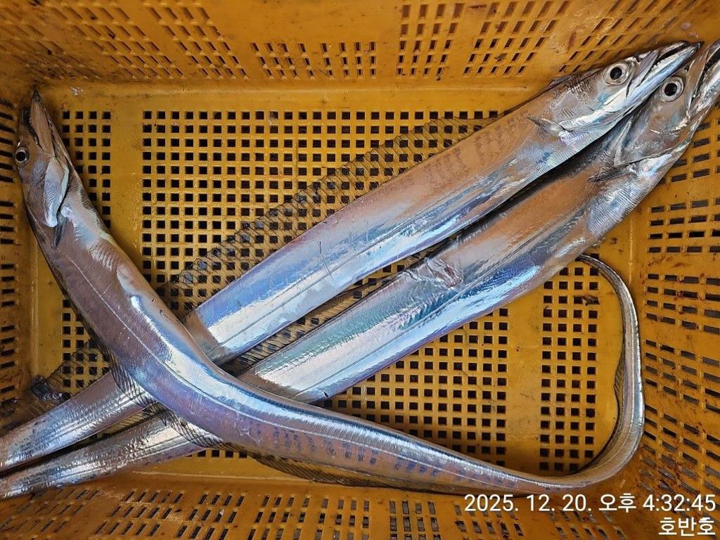 낚시뚜,갈치,통영 신전항,통영호반호,낚시뚜37