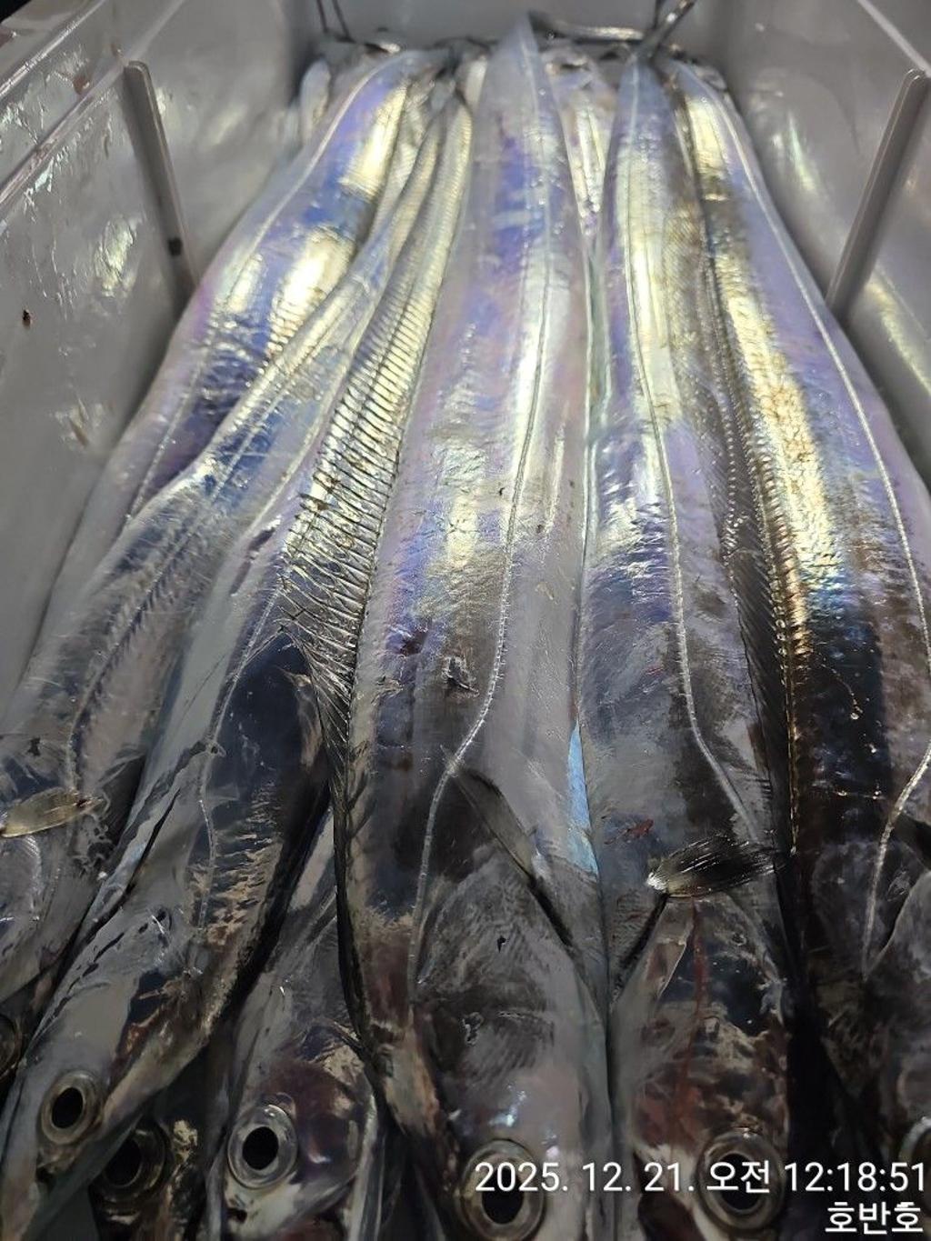 낚시뚜,갈치,통영 신전항,통영호반호,낚시뚜36