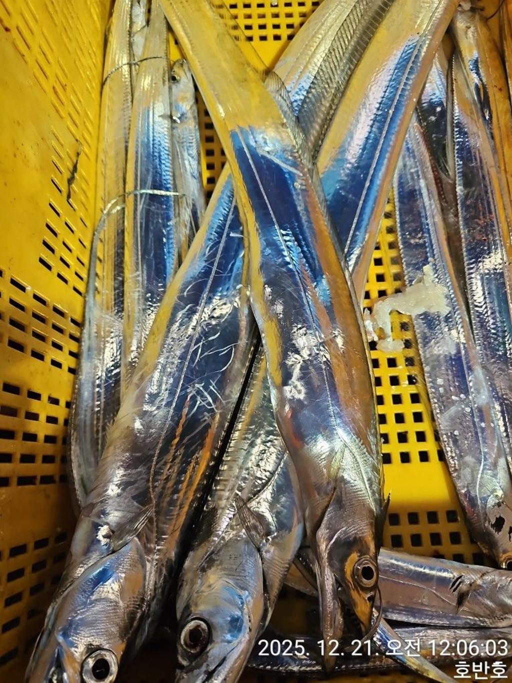 낚시뚜,갈치,통영 신전항,통영호반호,낚시뚜35