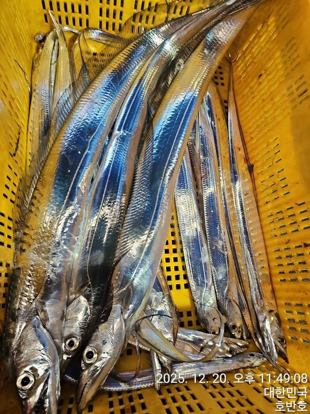 낚시뚜,갈치,통영 신전항,통영호반호,낚시뚜34