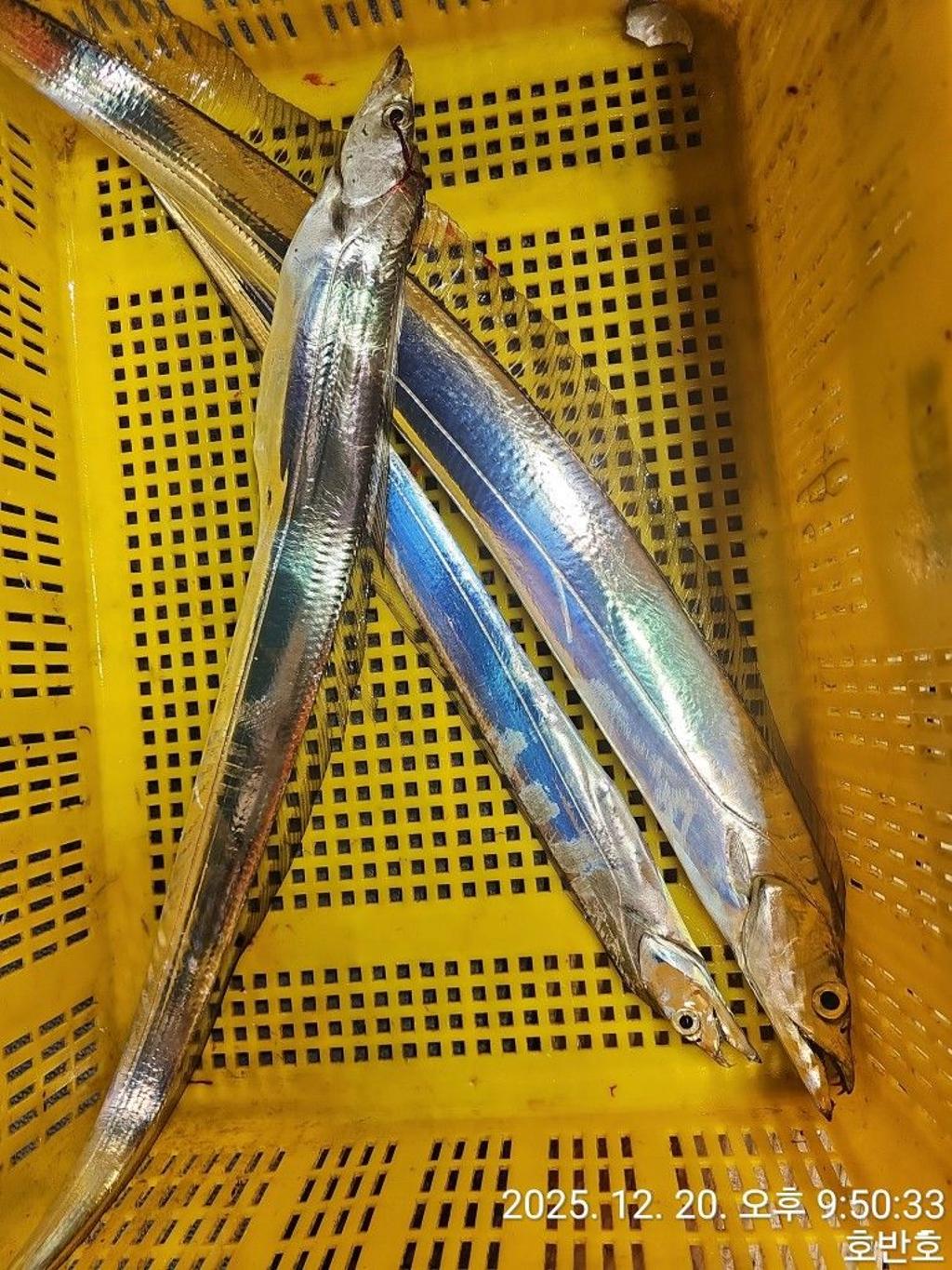 낚시뚜,갈치,통영 신전항,통영호반호,낚시뚜33