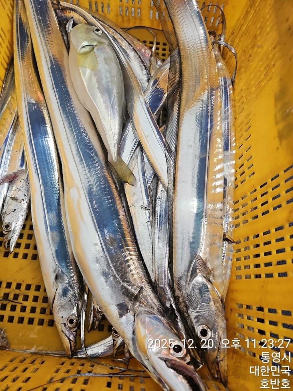 낚시뚜,갈치,통영 신전항,통영호반호,낚시뚜32