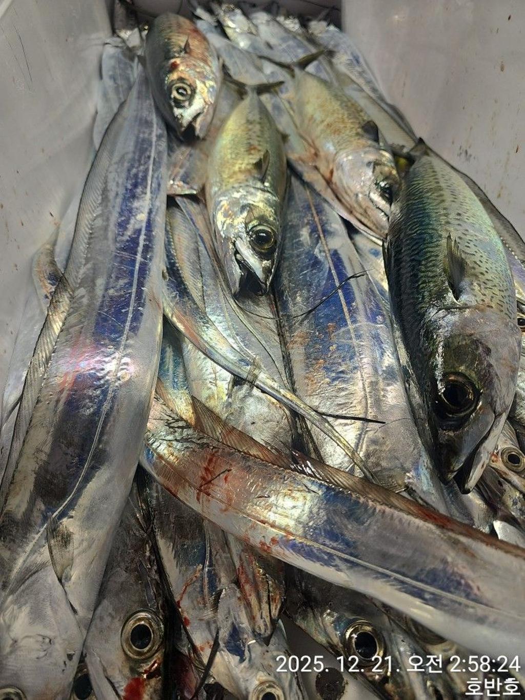 낚시뚜,갈치,통영 신전항,통영호반호,낚시뚜31