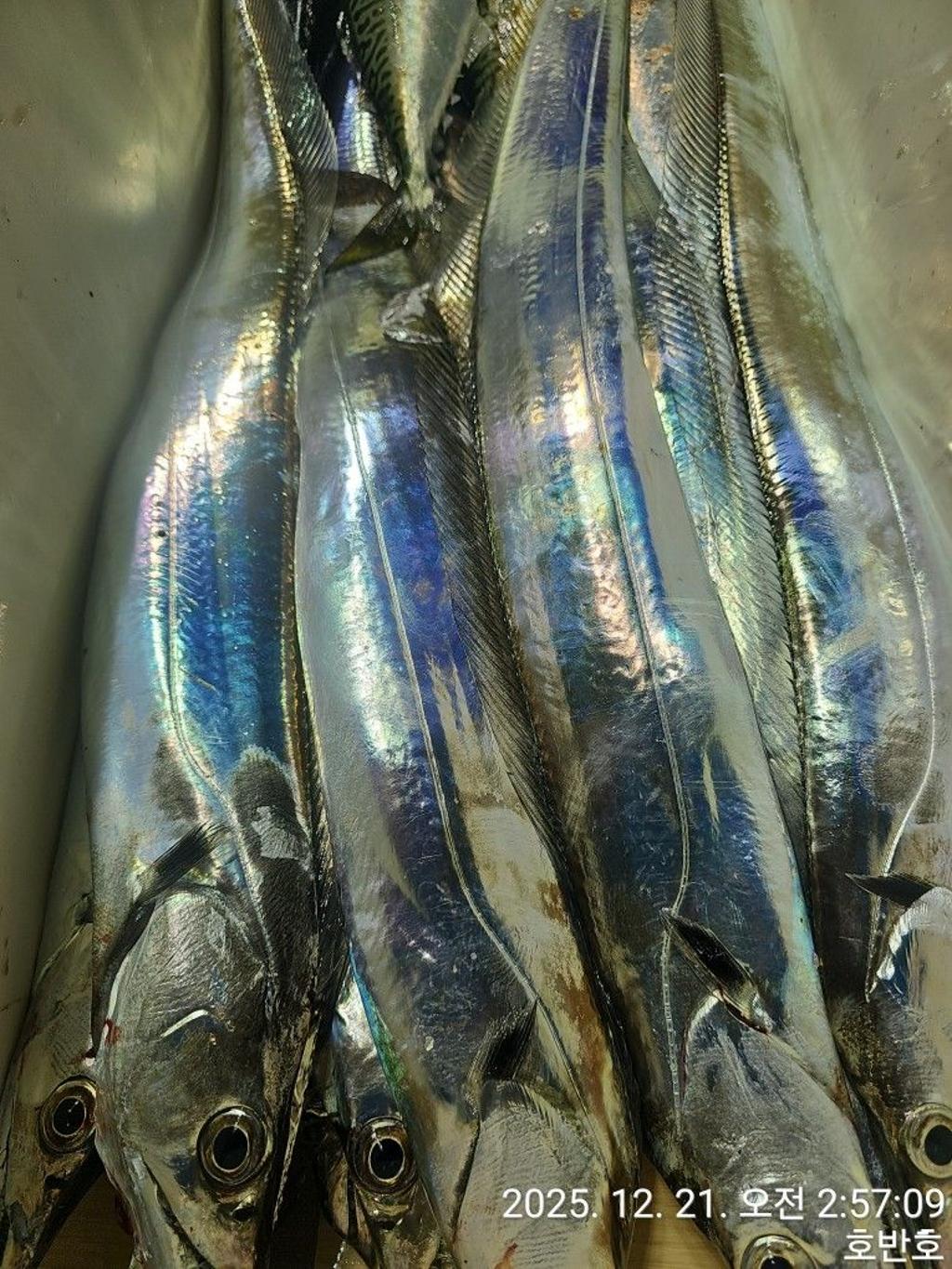 낚시뚜,갈치,통영 신전항,통영호반호,낚시뚜30