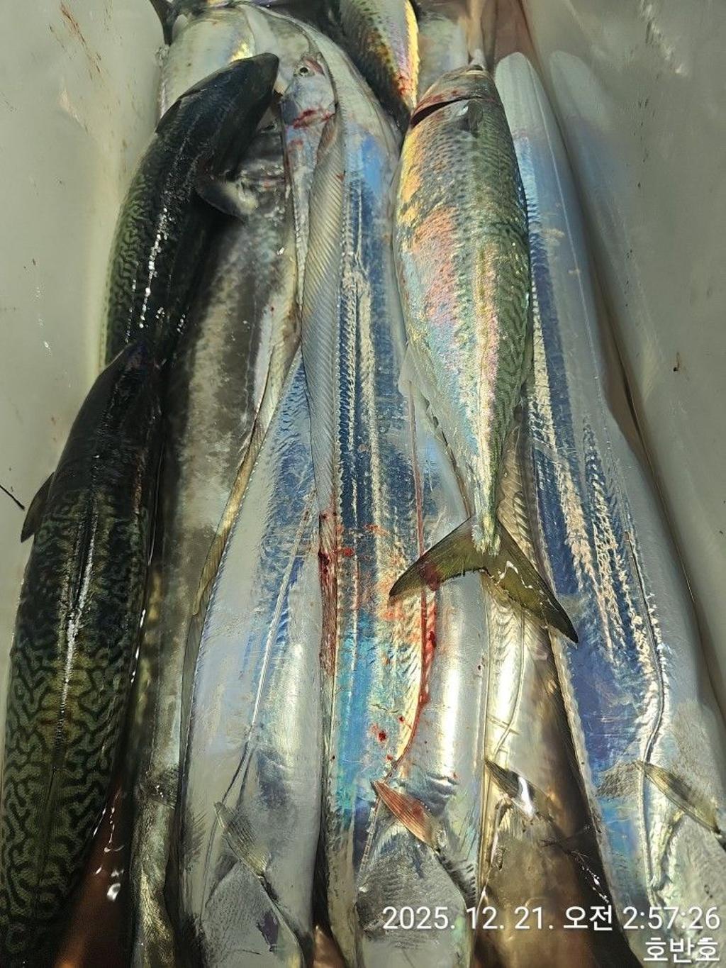 낚시뚜,갈치,통영 신전항,통영호반호,낚시뚜29