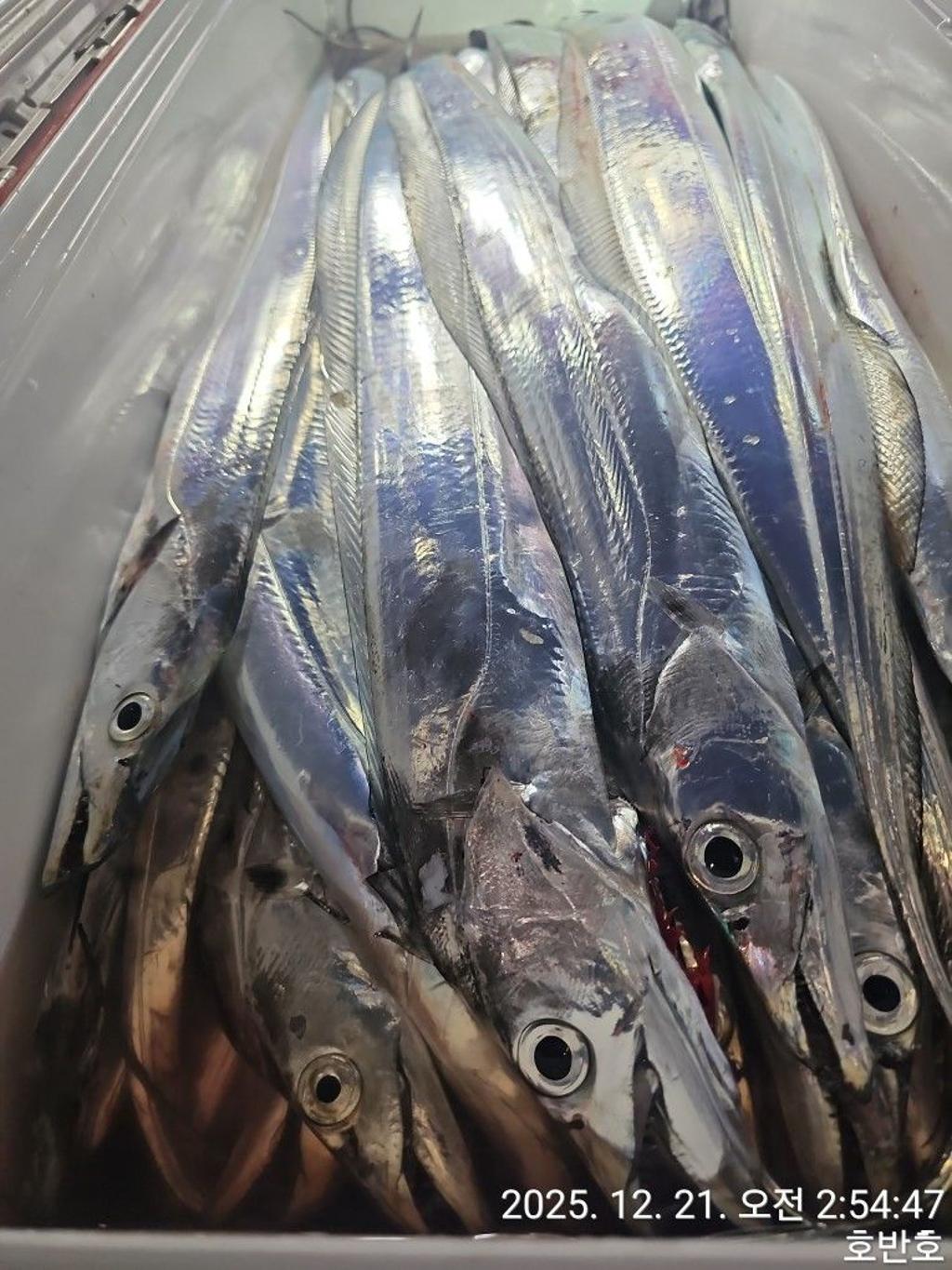 낚시뚜,갈치,통영 신전항,통영호반호,낚시뚜28