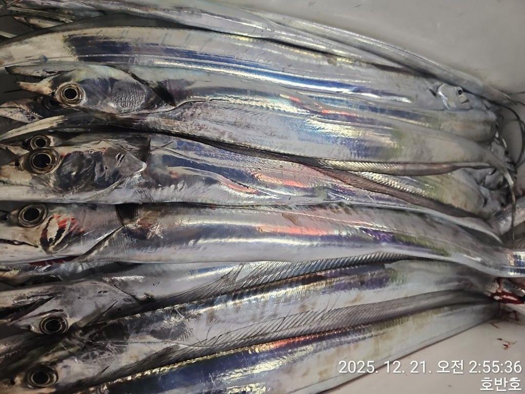 낚시뚜,갈치,통영 신전항,통영호반호,낚시뚜27