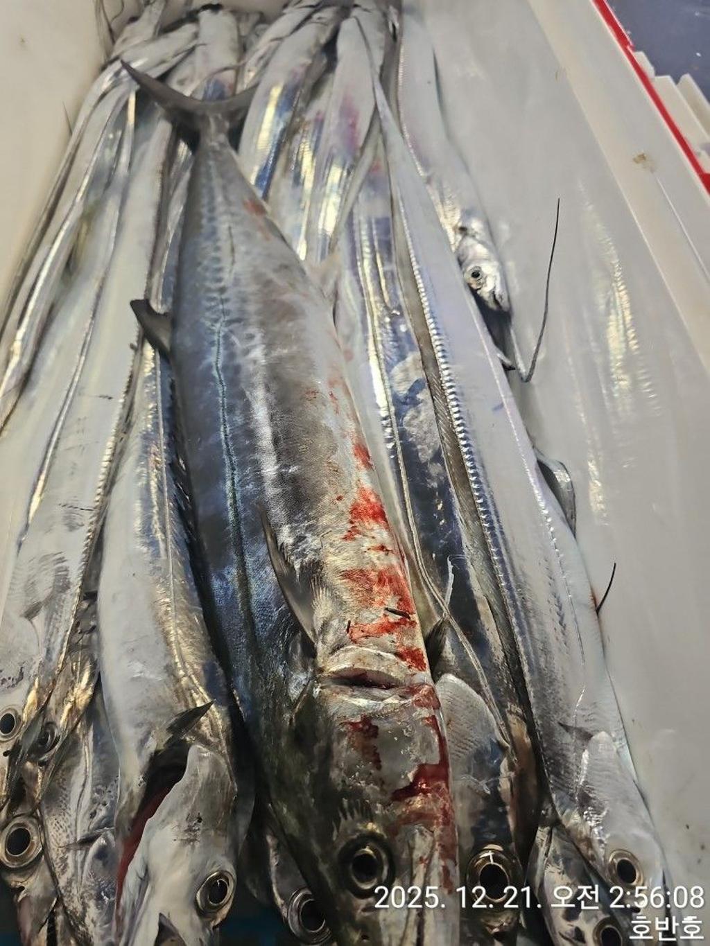 낚시뚜,갈치,통영 신전항,통영호반호,낚시뚜26