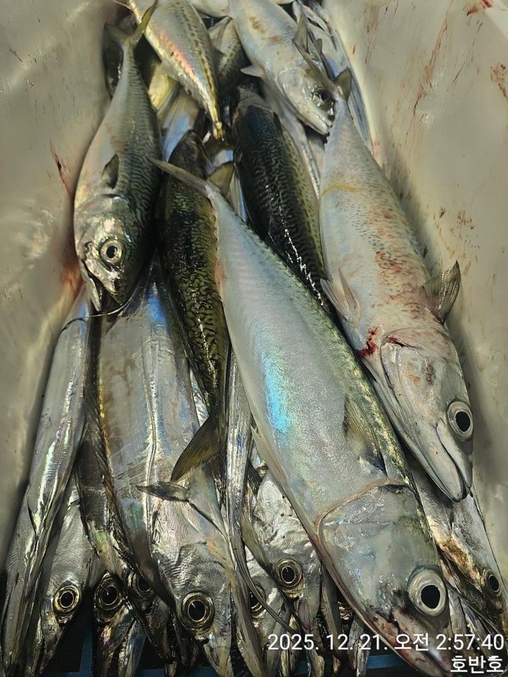 낚시뚜,갈치,통영 신전항,통영호반호,낚시뚜25