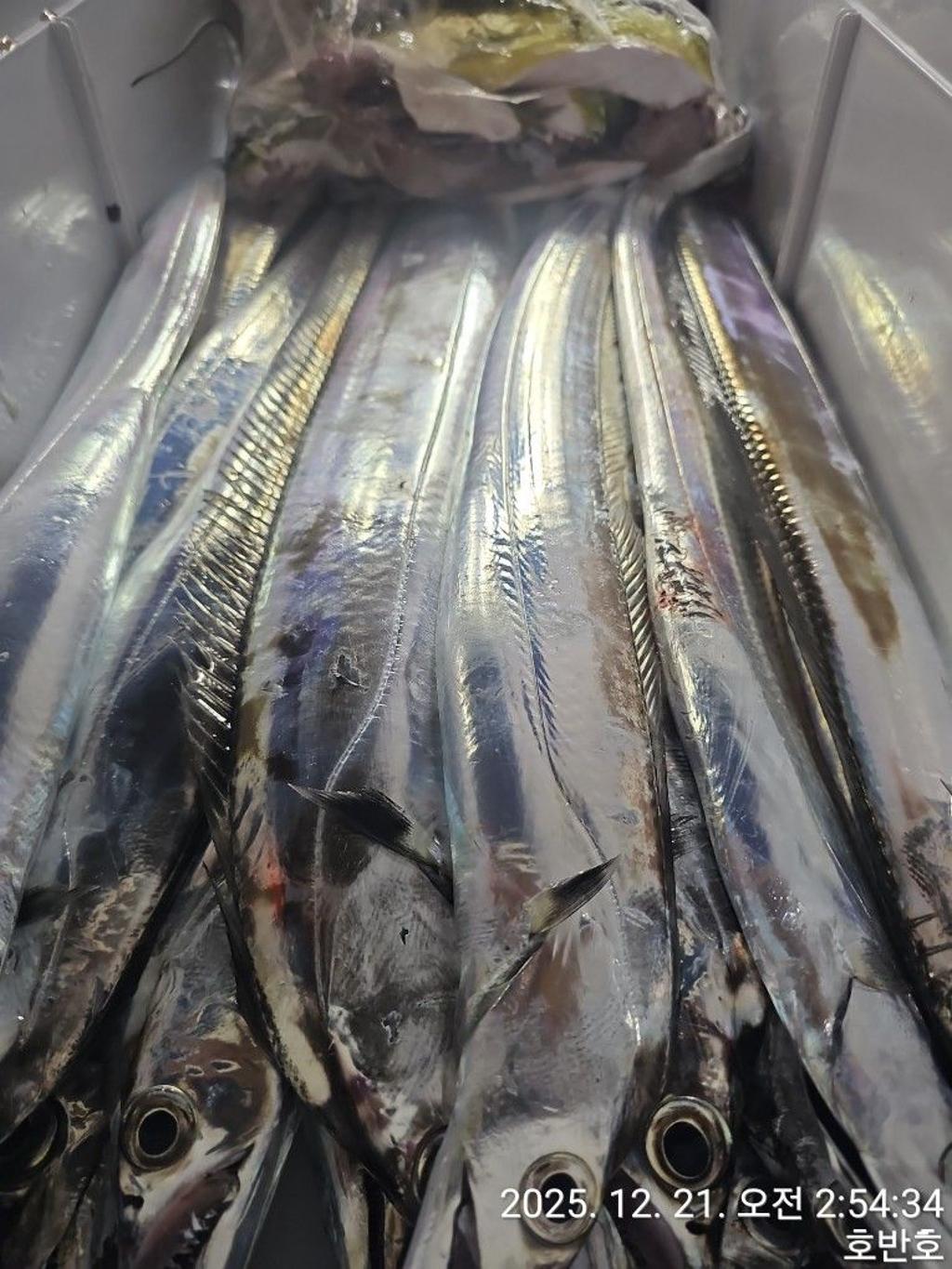 낚시뚜,갈치,통영 신전항,통영호반호,낚시뚜24