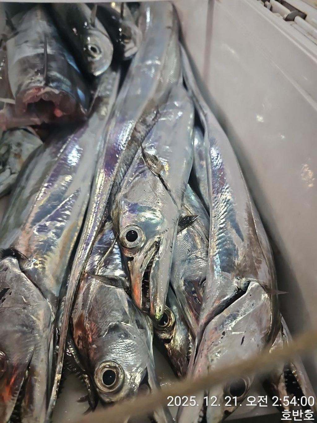 낚시뚜,갈치,통영 신전항,통영호반호,낚시뚜23