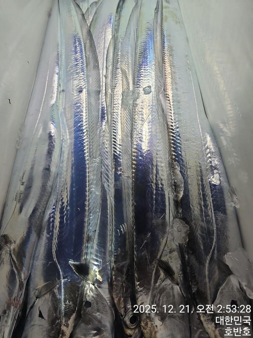 낚시뚜,갈치,통영 신전항,통영호반호,낚시뚜22