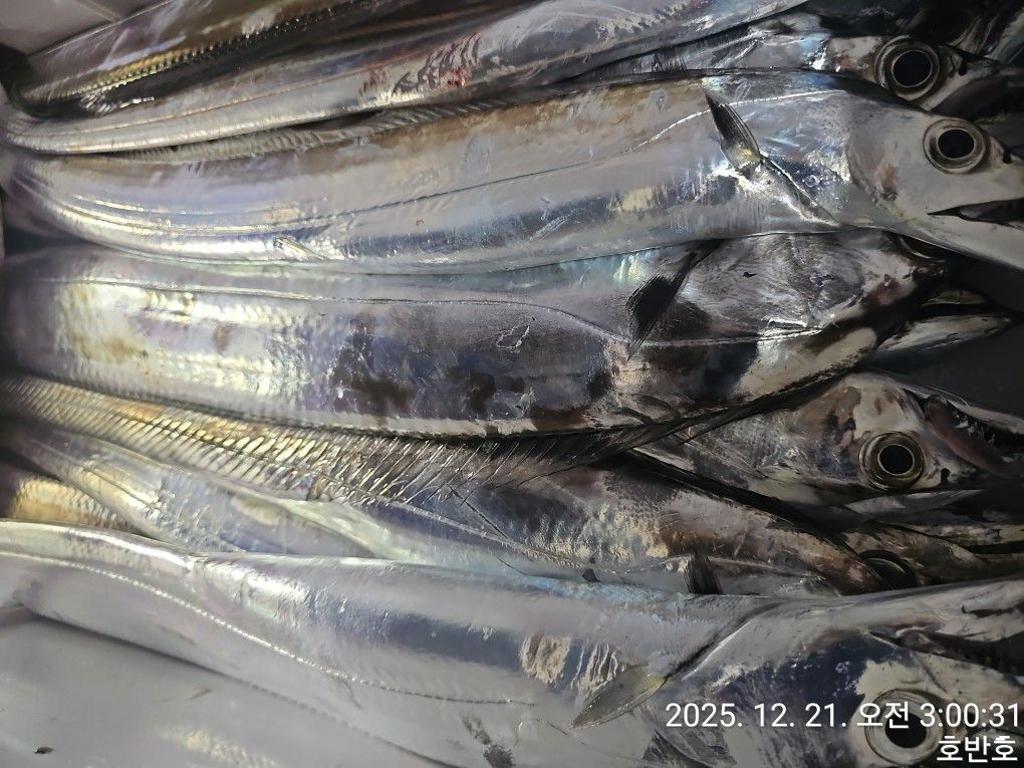 낚시뚜,갈치,통영 신전항,통영호반호,낚시뚜21