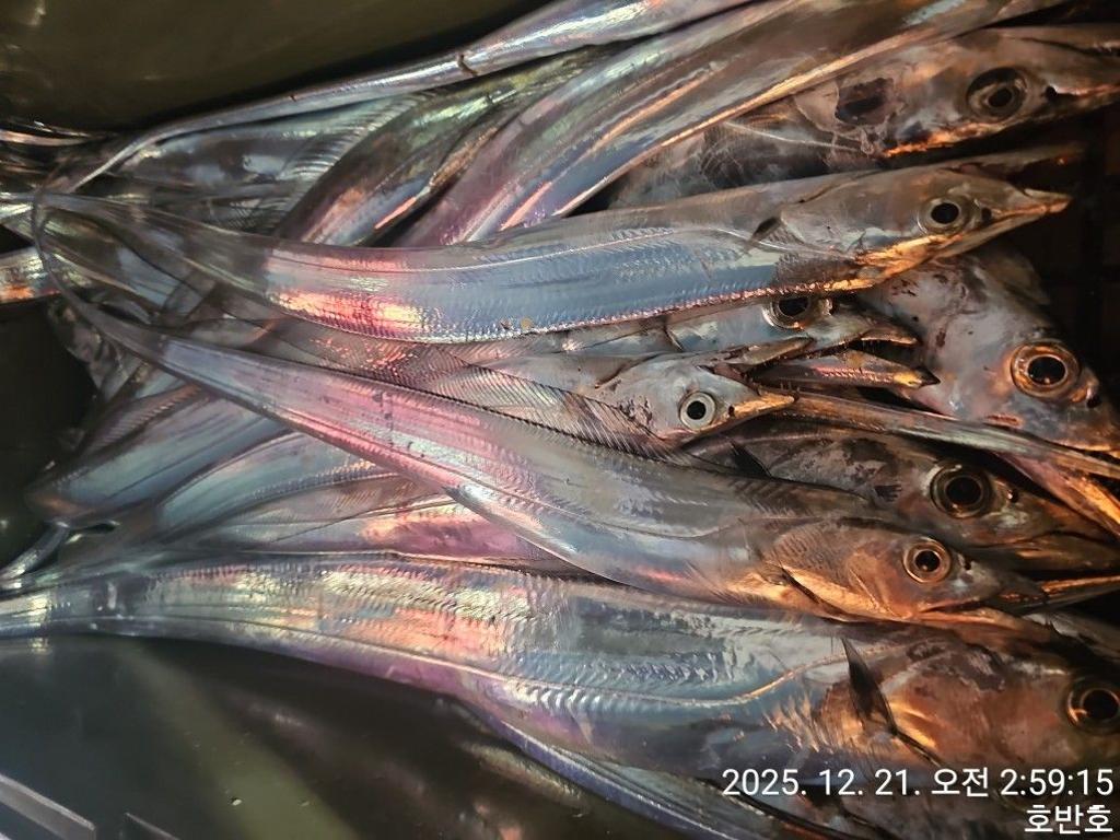 낚시뚜,갈치,통영 신전항,통영호반호,낚시뚜20