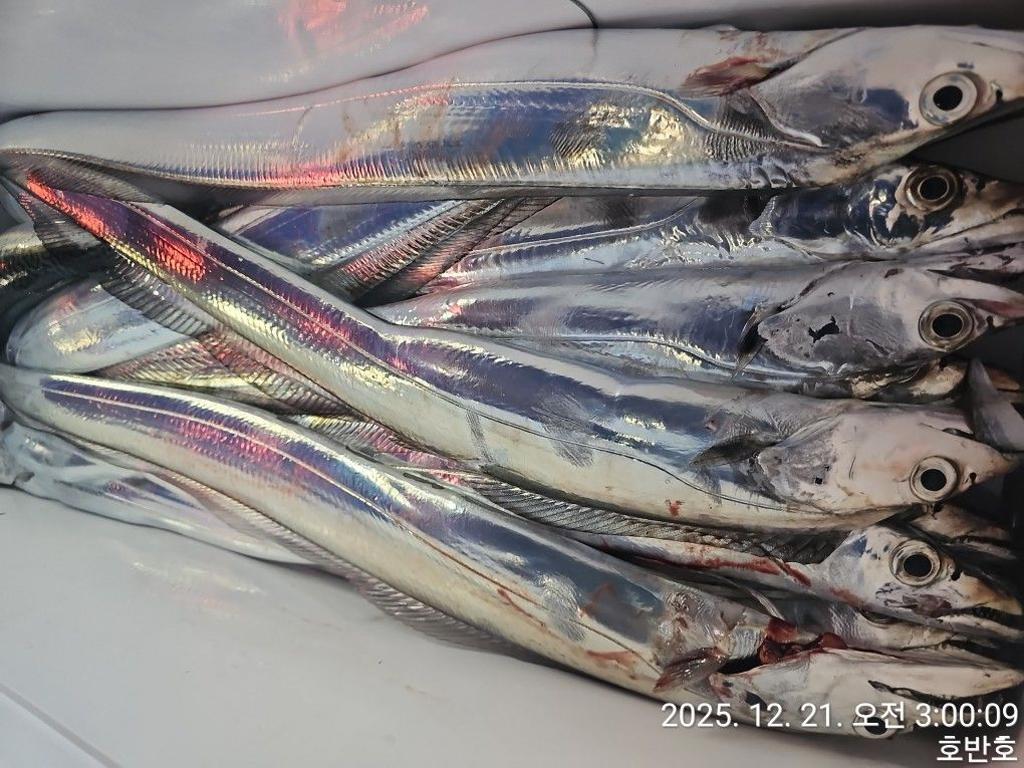 낚시뚜,갈치,통영 신전항,통영호반호,낚시뚜19