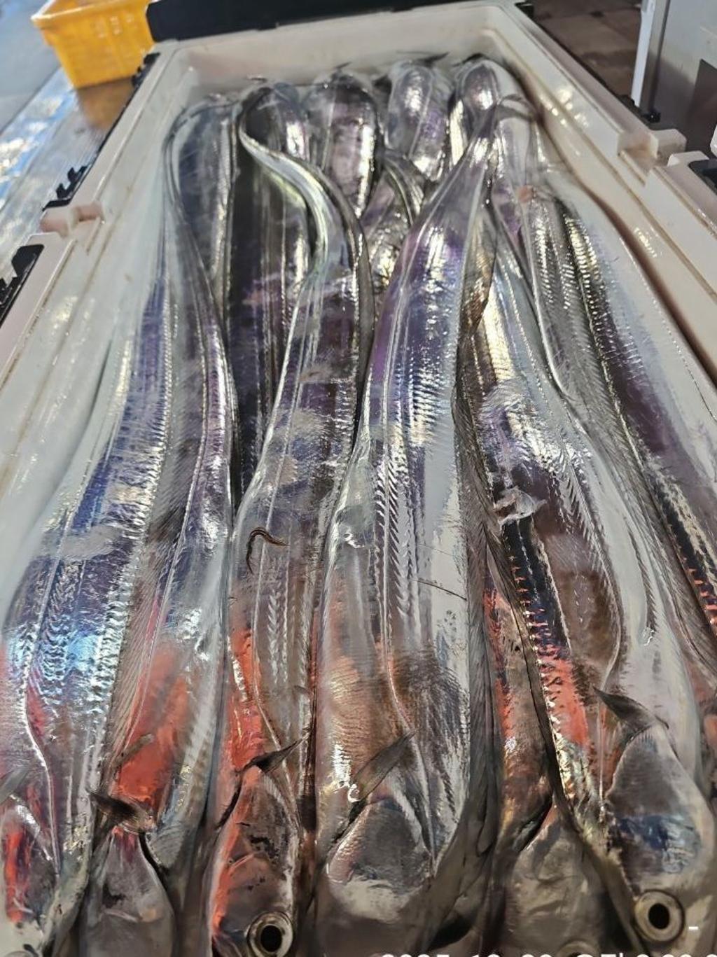 낚시뚜,갈치,통영 신전항,통영호반호,낚시뚜0