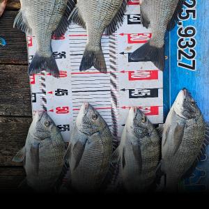 조황, 풍화리선외기 감시 마리수조황