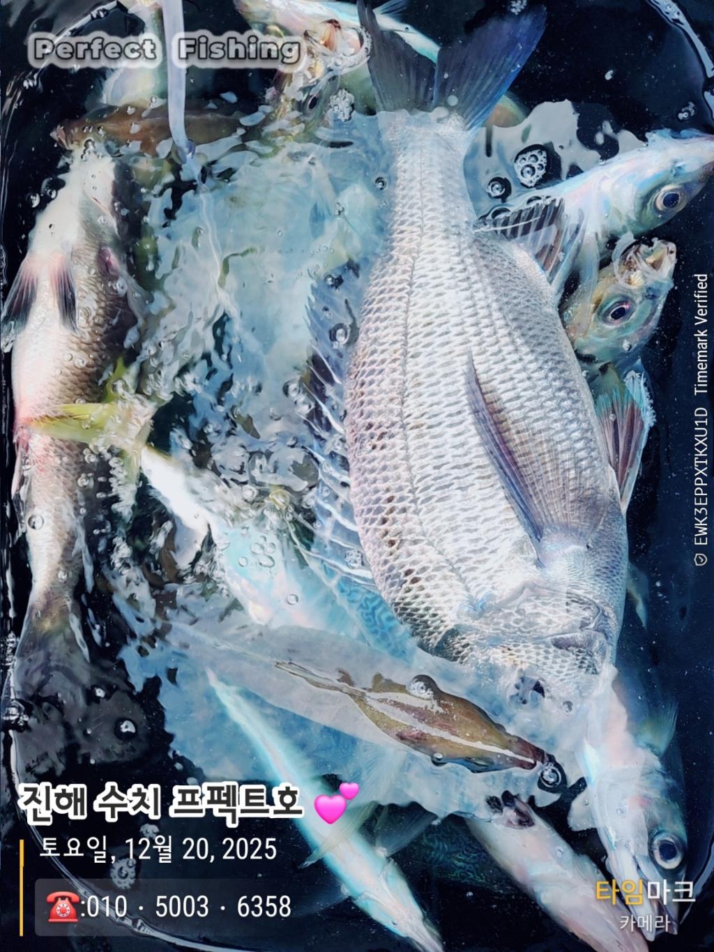 낚시뚜,감성돔,진해 수치마을 방파제,퍼펙트호,낚시뚜4