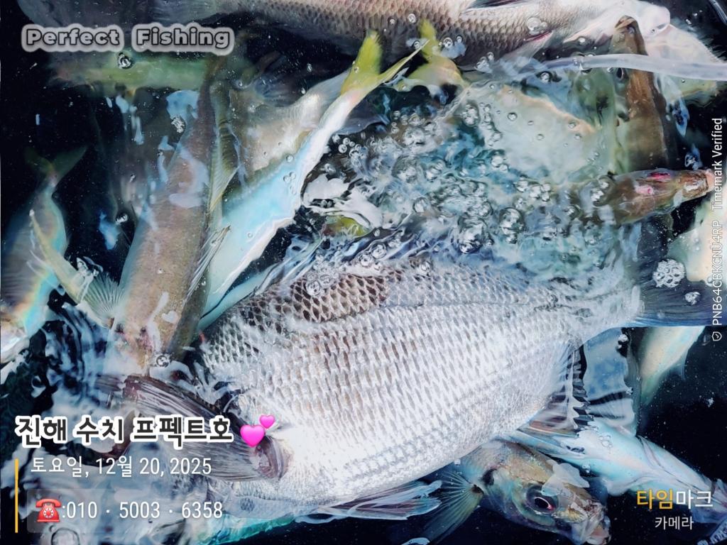 낚시뚜,감성돔,진해 수치마을 방파제,퍼펙트호,낚시뚜5