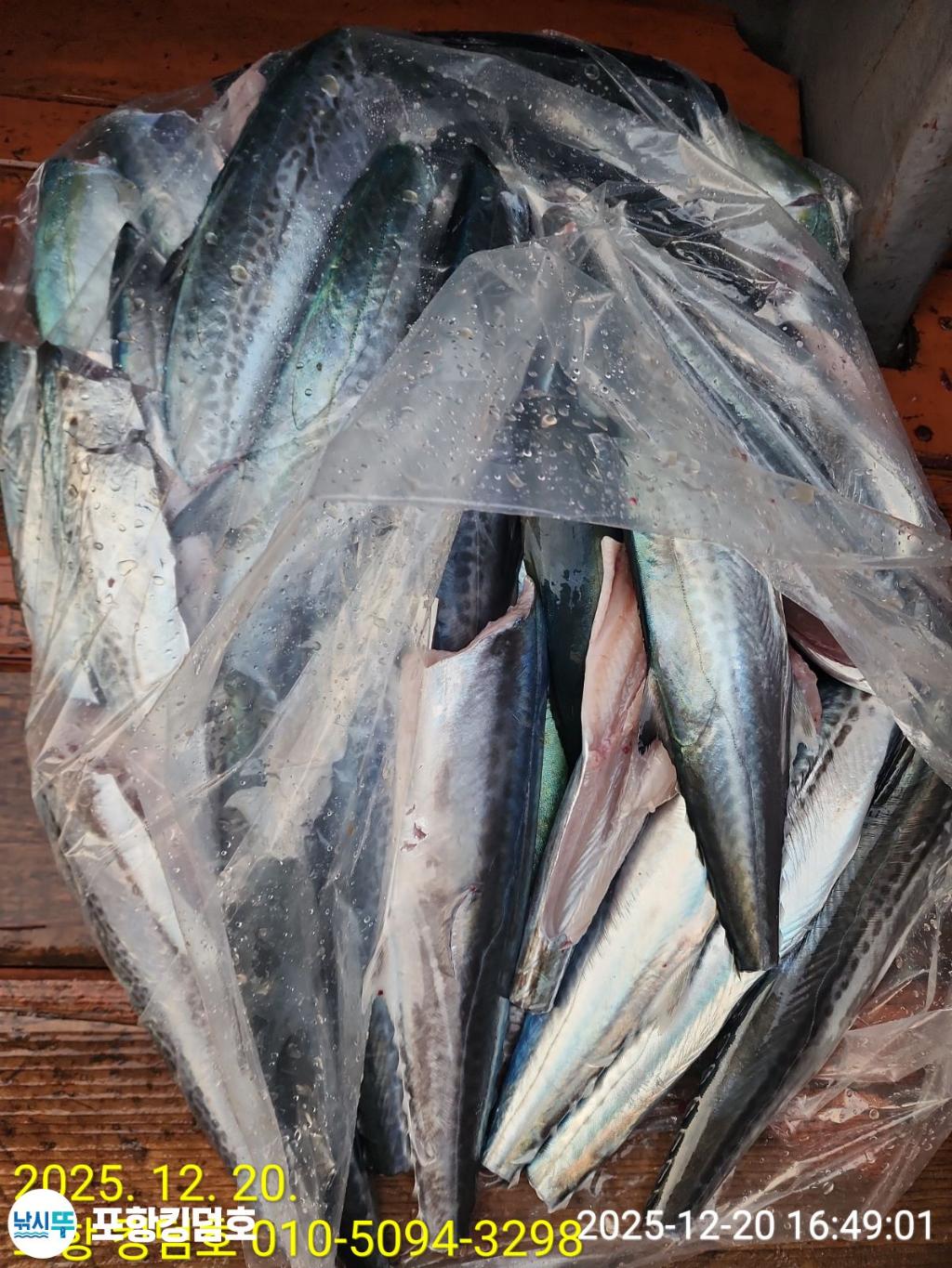 낚시뚜,방어,삼치,영일만항,포항 킹덤호,낚시뚜22