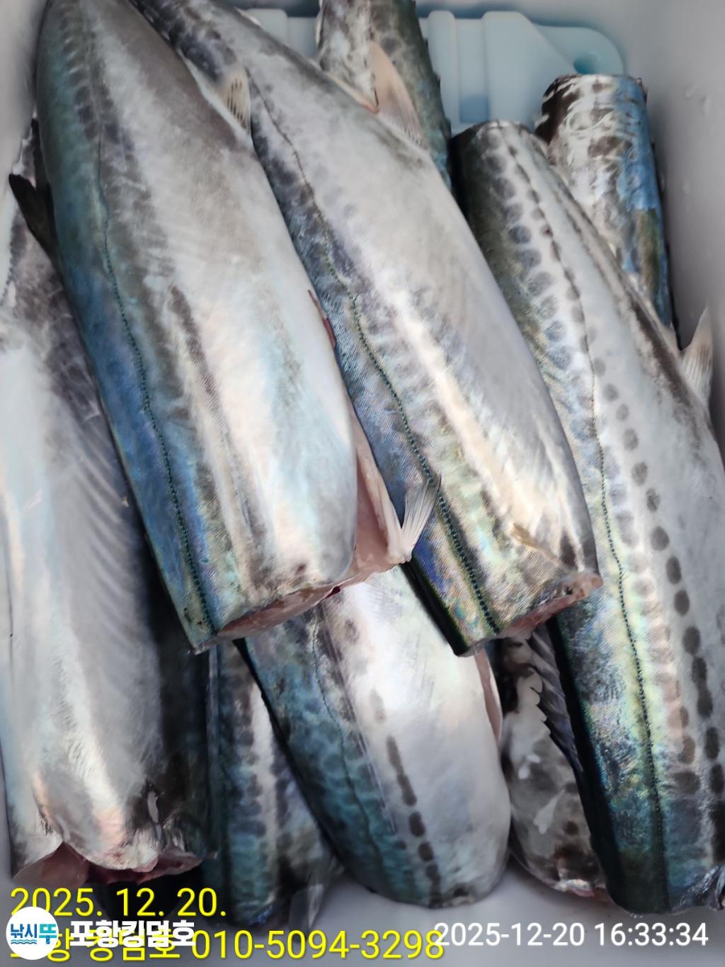 낚시뚜,방어,삼치,영일만항,포항 킹덤호,낚시뚜21