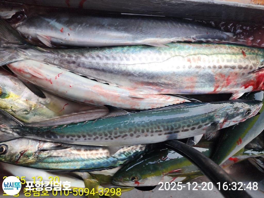 낚시뚜,방어,삼치,영일만항,포항 킹덤호,낚시뚜18