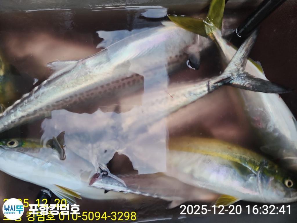 낚시뚜,방어,삼치,영일만항,포항 킹덤호,낚시뚜17