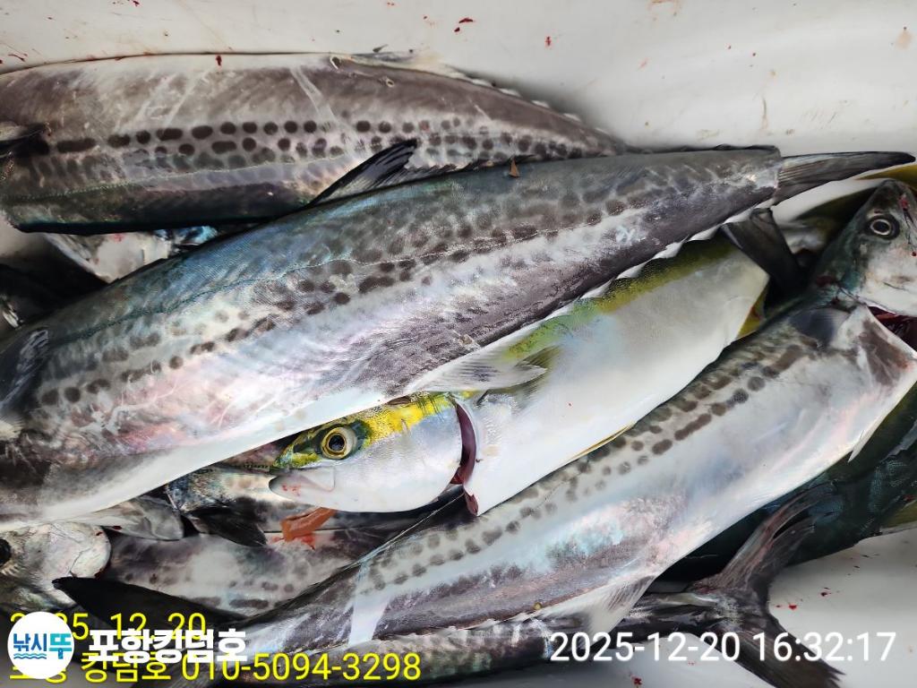 낚시뚜,방어,삼치,영일만항,포항 킹덤호,낚시뚜15