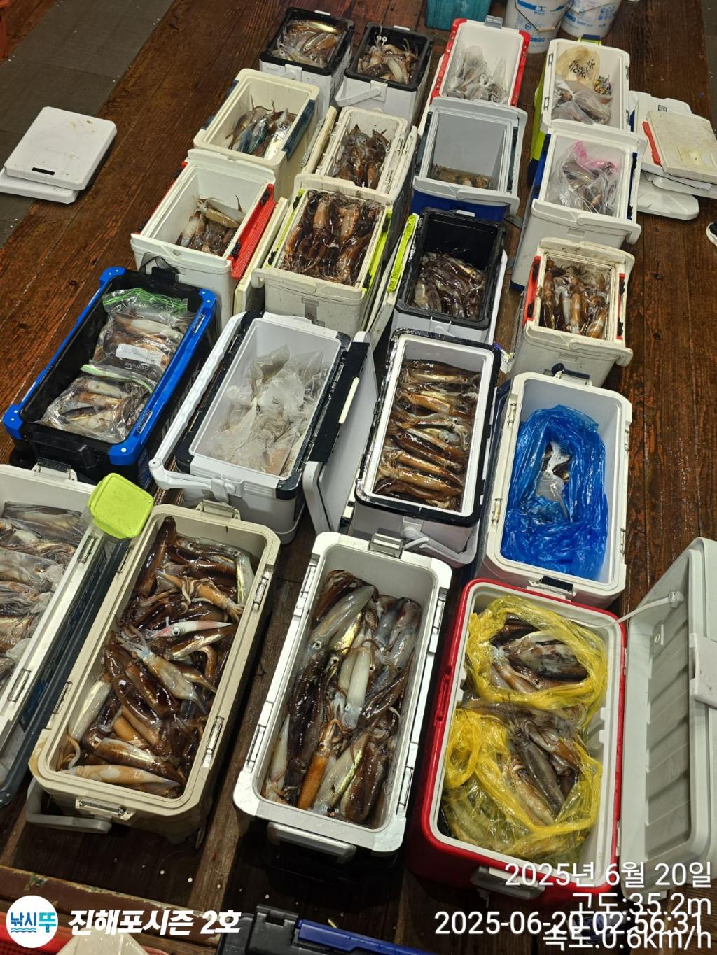 낚시뚜,오징어,진해행암항,진해포시즌 2호,낚시뚜1